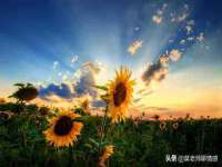 上海成弘旺网络科技有限公司