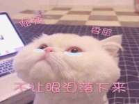 上海成弘旺网络科技有限公司