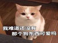 上海成弘旺网络科技有限公司