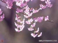 上海成弘旺网络科技有限公司