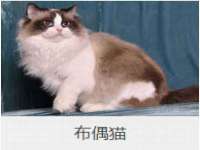 上海成弘旺网络科技有限公司