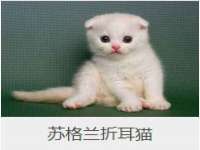 上海成弘旺网络科技有限公司
