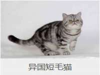 上海成弘旺网络科技有限公司