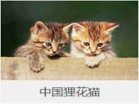 上海成弘旺网络科技有限公司