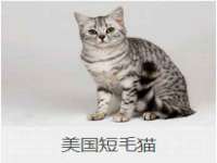 上海成弘旺网络科技有限公司