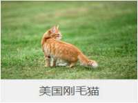 上海成弘旺网络科技有限公司