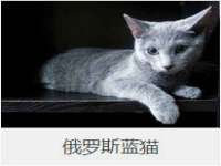 上海成弘旺网络科技有限公司