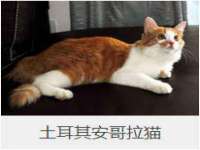 上海成弘旺网络科技有限公司