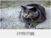 上海成弘旺网络科技有限公司