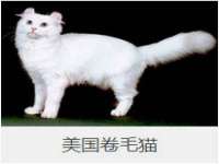 上海成弘旺网络科技有限公司