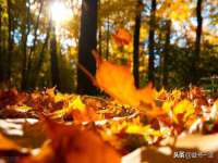 上海成弘旺网络科技有限公司