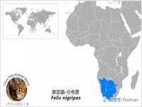 上海成弘旺网络科技有限公司