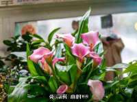 上海成弘旺网络科技有限公司