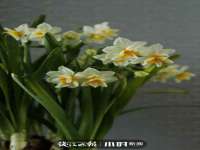 上海成弘旺网络科技有限公司