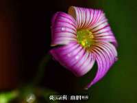 上海成弘旺网络科技有限公司