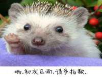 上海成弘旺网络科技有限公司