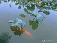 上海成弘旺网络科技有限公司