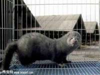 上海成弘旺网络科技有限公司