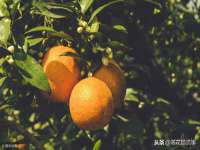上海成弘旺网络科技有限公司