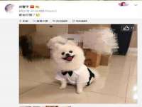 上海成弘旺网络科技有限公司