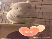 上海成弘旺网络科技有限公司