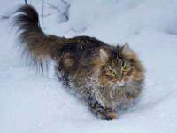 上海成弘旺网络科技有限公司