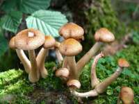 上海成弘旺网络科技有限公司