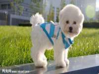 上海成弘旺网络科技有限公司