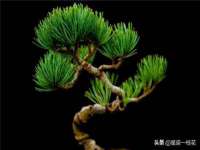 上海成弘旺网络科技有限公司